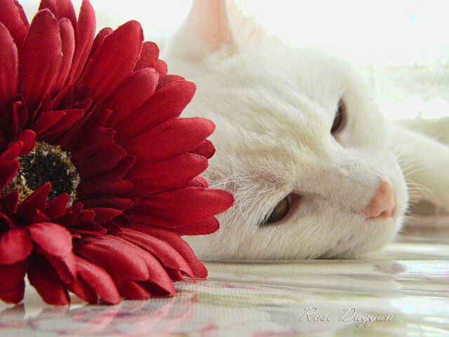 东决关键战焦点战，山西队全面打穿广厦队，团队篮球铸就辉煌胜利