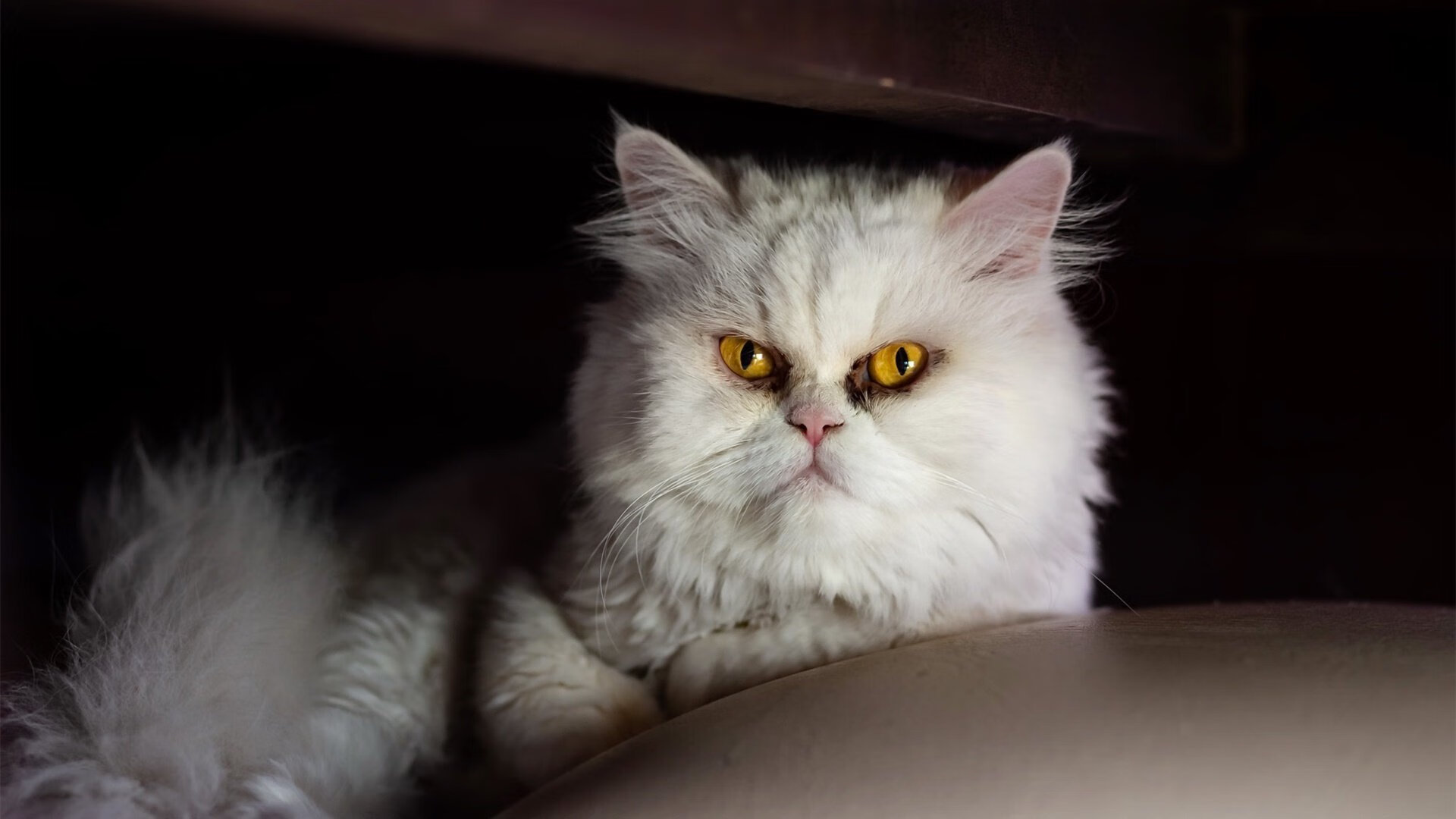 蒂亚戈爆发,葡萄牙力克塞内加尔,新星闪耀引领欧洲劲旅突围