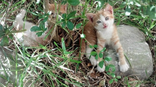 利物浦对阵韩国，奥纳纳舞台越大越强的足球启示