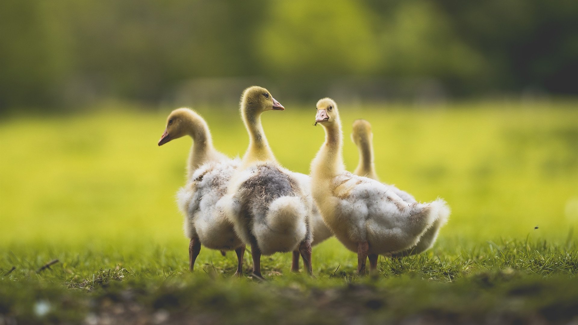 爱游戏入口-迪马利亚关键进球定乾坤，阿贾克斯强势攻克罗马