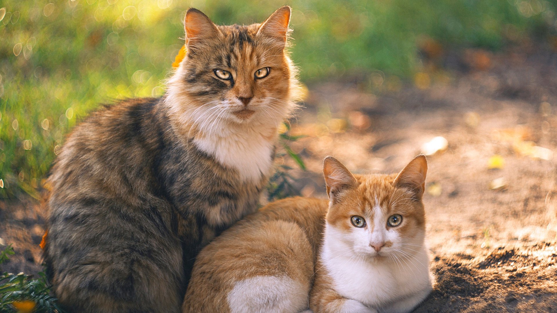 绝杀时刻与孤胆英雄，当湖人压哨奇迹遇上哈登西决封神