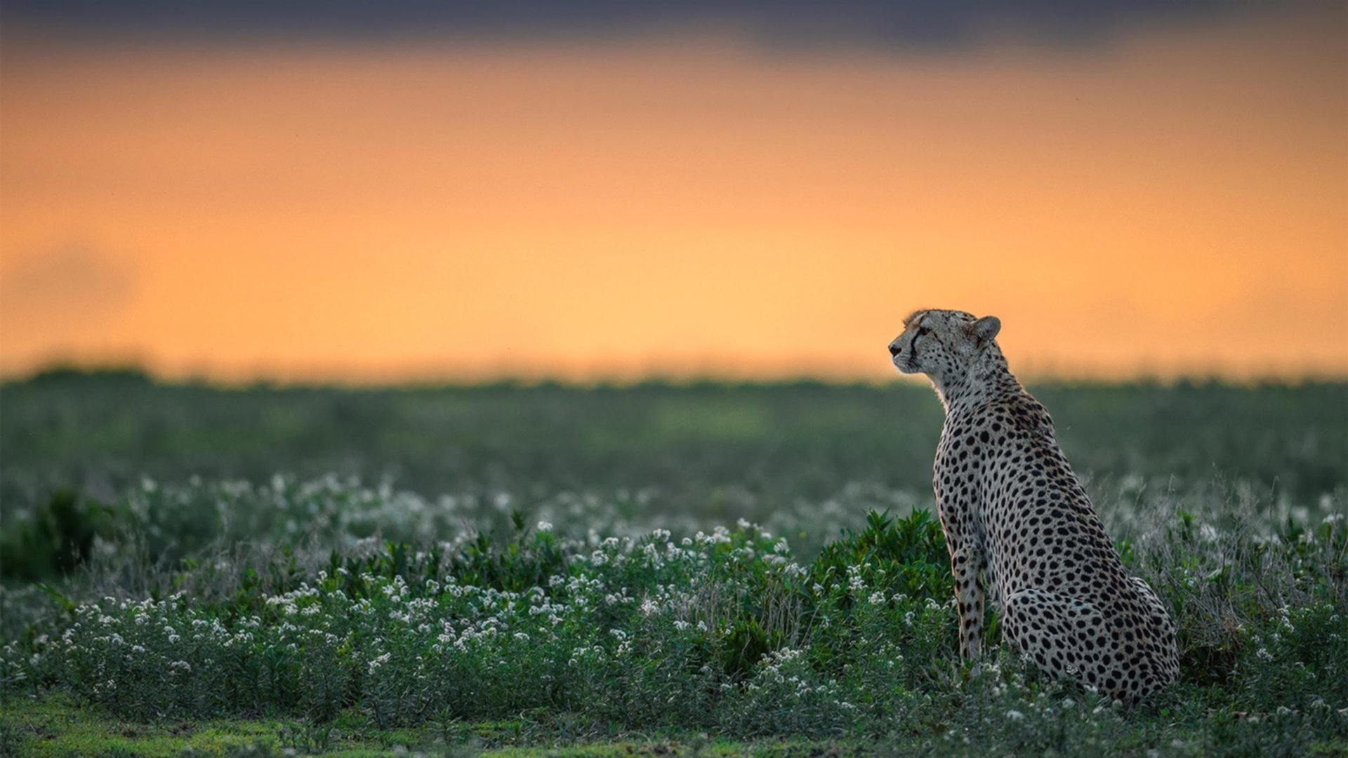 切特生涯之夜铸就锋芒，山西团队噬狼显篮坛新哲学