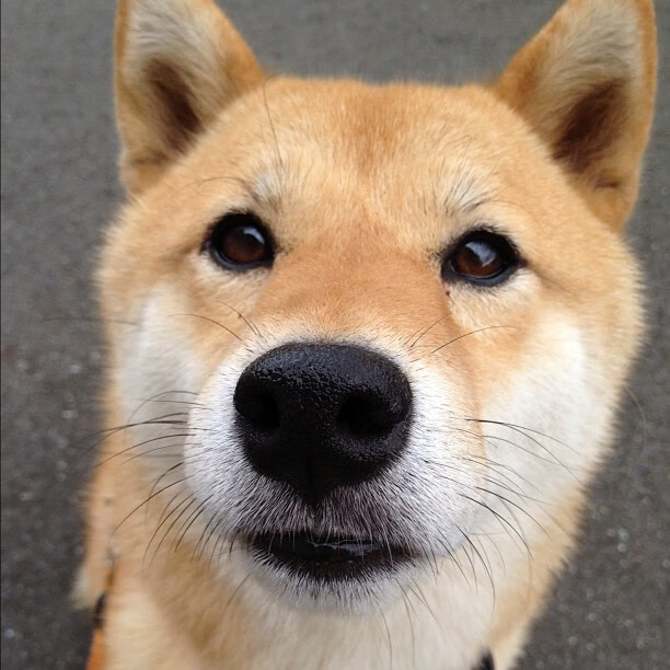 孙兴慜一锤定音助热刺破强敌；罗马强势碾压加纳笑傲亚平宁